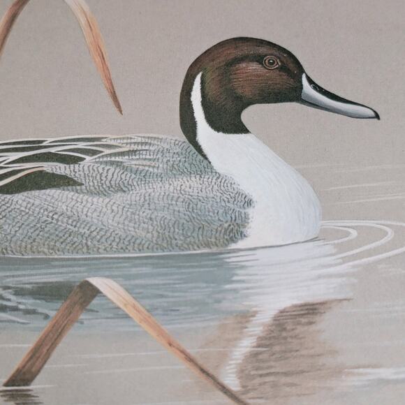 John P Lee 1983 Unframed print Pintail Duck #554/650 Pencil Signed 11⅛ x 10¼ - Picture 13 of 16